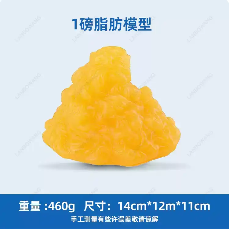 Human Muscle and Fat Replicas, - Nutrition In Fitness 评论和价格