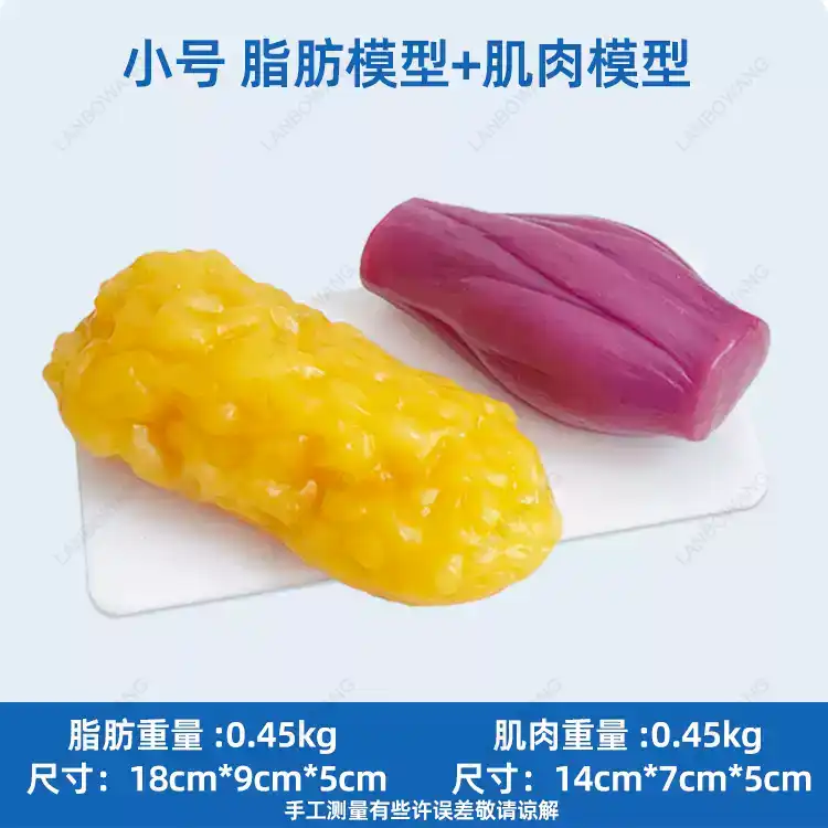 Human Muscle and Fat Replicas, - Nutrition In Fitness 评论和价格