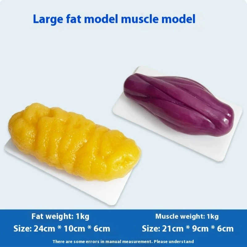 Human Muscle and Fat Replicas  - Nutrition In Fitness 评论和价格